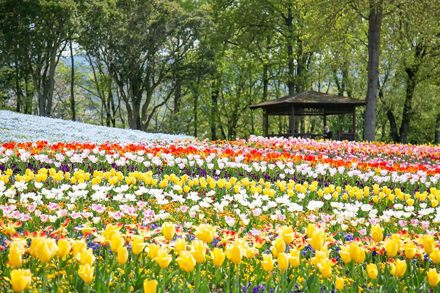 まんのう公園